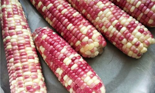 How to Cook Fresh Corn on the Cob for Maximum Flavor