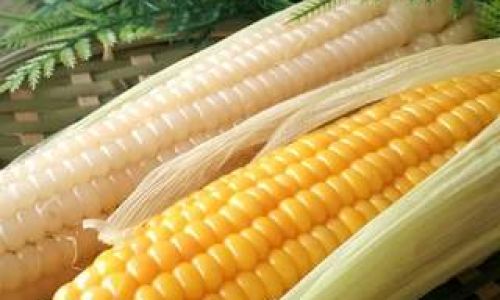 How Long Should Fresh Corn Be Steamed to Achieve Perfect Cooked Perfection?