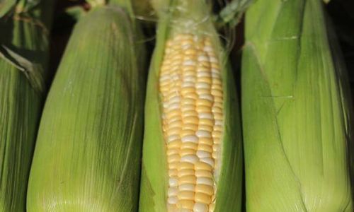 How to Preserve Fresh Corn for Optimal Freshness