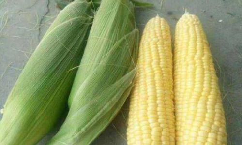 How to Preserve Fresh Corn for Optimal Freshness