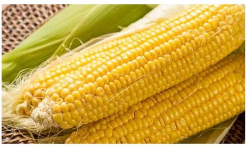 How to Preserve Fresh Corn for Optimal Freshness