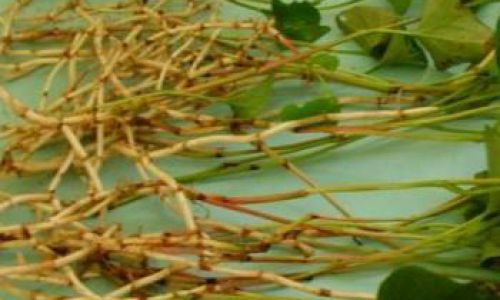 Discovering the Best Ways to Enjoy Fresh Houttuynia Cordata