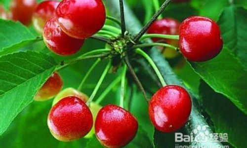 Selecting and Packing Fresh Cherries:A Comprehensive Guide