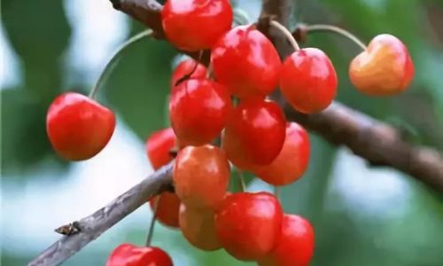 Preserving the Freshness of Cherries:Comprehensive Guide to Storage Methods