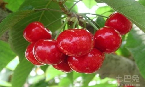 Preserving the Freshness of Cherries:Comprehensive Guide to Storage Methods