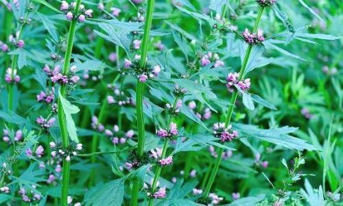 Simple Ways to Enjoy Fresh Motherwort Herb