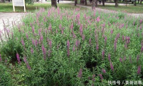 Simple Ways to Enjoy Fresh Motherwort Herb