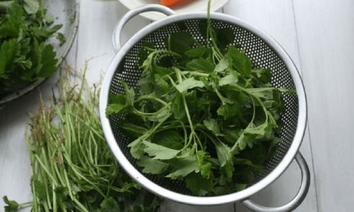 Simple Ways to Enjoy Fresh Motherwort Herb