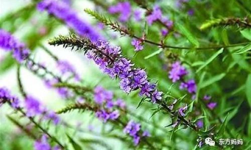 Simple Ways to Enjoy Fresh Motherwort Herb