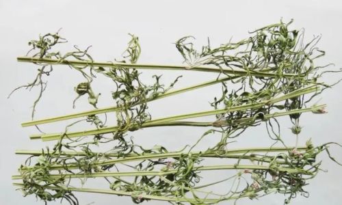 Simple Ways to Enjoy Fresh Motherwort Herb