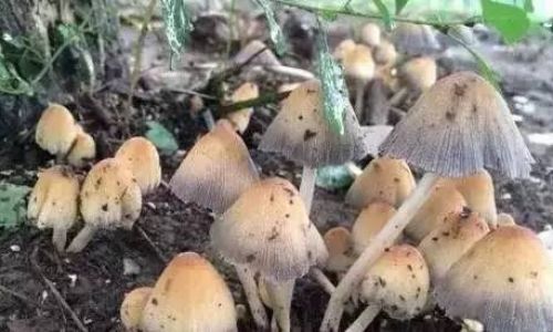 How to Properly Refrigerate Fresh Wild Mushrooms