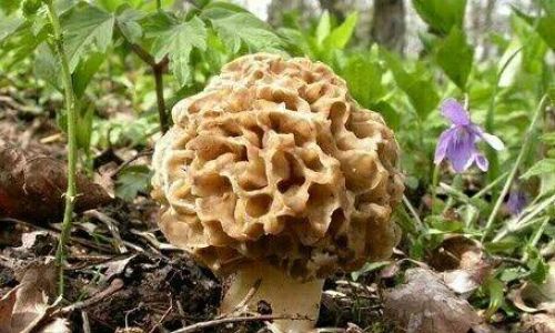 How to Properly Refrigerate Fresh Wild Mushrooms