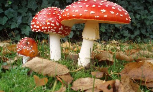 How to Properly Refrigerate Fresh Wild Mushrooms
