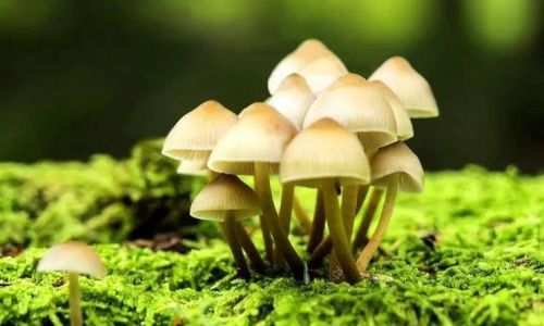 How to Properly Refrigerate Fresh Wild Mushrooms
