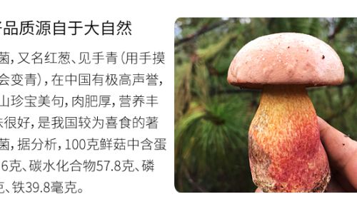 Cooking Fresh Wild Mushrooms to Perfection:A Culinary Delight