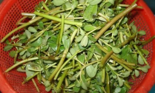 Crafting Culinary Delights with Fresh Wild Vegetables:Unlocking Their Full Flavor Potential