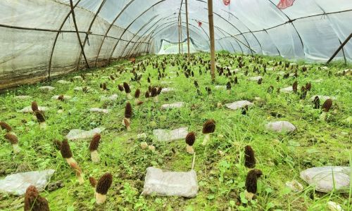 Drying Fresh Morel Mushrooms:A Comprehensive Guide