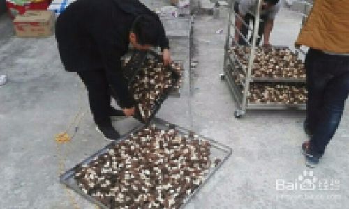 Drying Fresh Morel Mushrooms:A Comprehensive Guide