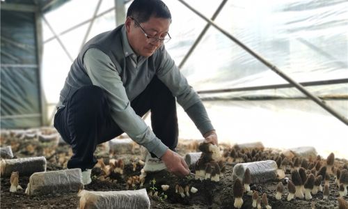 Drying Fresh Morel Mushrooms:A Comprehensive Guide