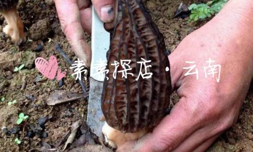 Preserving Fresh Morel Mushrooms:A Comprehensive Guide