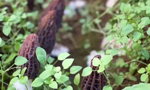 Preserving Fresh Morel Mushrooms:A Comprehensive Guide