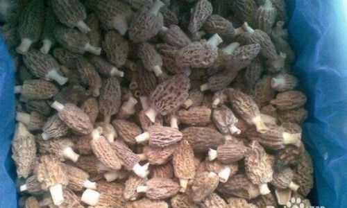 Preserving Fresh Morel Mushrooms:A Comprehensive Guide