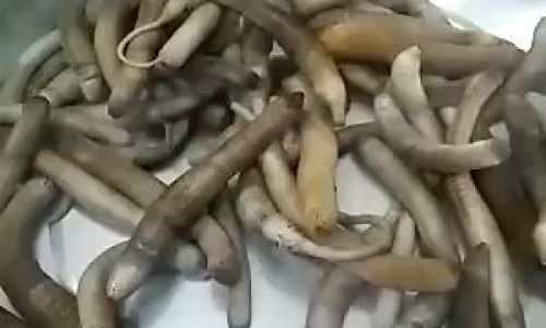 A Comprehensive Guide to Cleaning and Cooking Fresh Morel Mushrooms