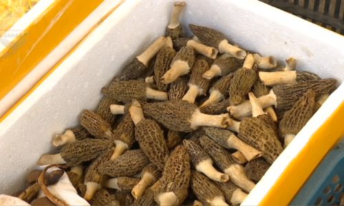 Understanding the Shelf Life of Fresh Morel Mushrooms:How Long Can They Last?