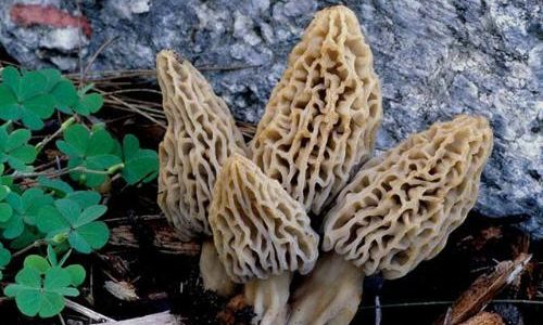 Understanding the Shelf Life of Fresh Morel Mushrooms:How Long Can They Last?