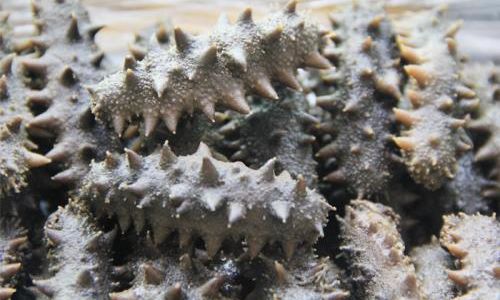 How to Properly Soak and Prepare Fresh Salt-Preserved Sea Cucumbers