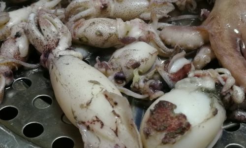 Crafting Delicious Dishes from Fresh Squid:A Culinary Guide