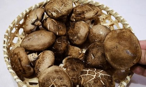 Should Fresh Shiitake Mushrooms Be Blanched?An In-Depth Culinary Exploration