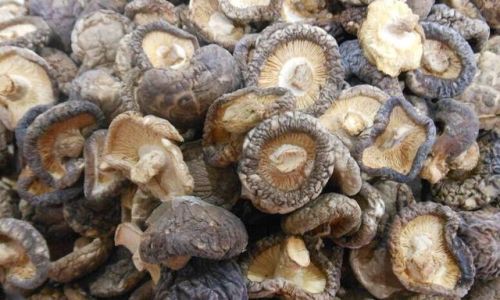 Drying Fresh Shiitake Mushrooms:A Comprehensive Guide