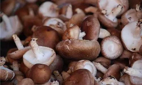 How Long Does It Take to Cook Fresh Shiitake Mushrooms?