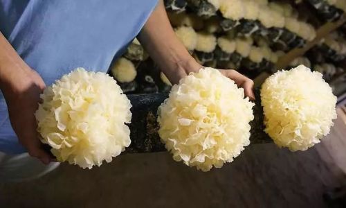 The Optimal Cooking Time for Fresh Scallops:A Comprehensive Guide