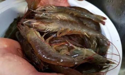 Preserving Freshness:Can Cooked Prawns Be Frozen for Later Use?