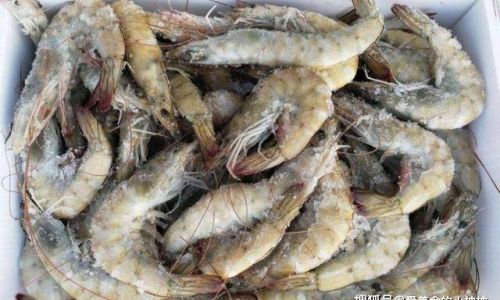 Preserving Fresh Shrimp:Essential Tips and Techniques