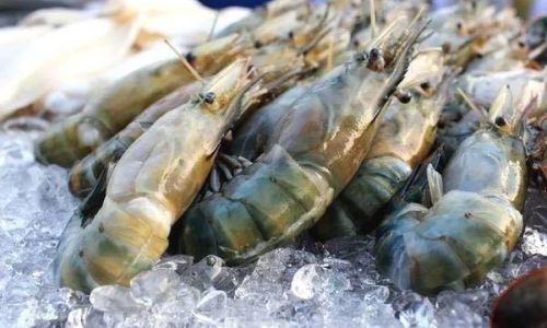 Preserving Fresh Shrimp:Essential Tips and Techniques