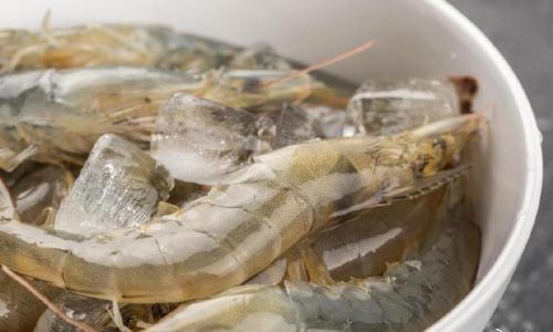 Can Fresh Shrimp Be Stored in the Refrigerator for Preservation?