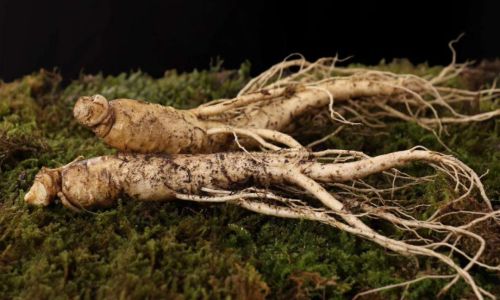 Drying Fresh American Ginseng:A Comprehensive Guide