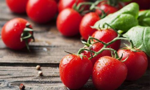 Preserving the Freshness of Tomatoes:Effective Storage Techniques