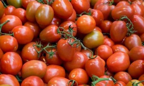 Preserving the Freshness of Tomatoes:Effective Storage Techniques
