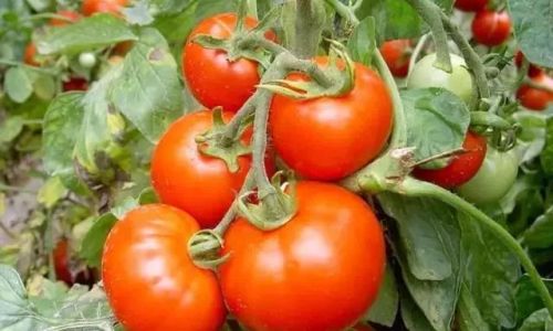 Preserving the Freshness of Tomatoes:Effective Storage Techniques