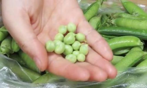 The Optimal Cooking Time for Fresh Peas:A Comprehensive Guide