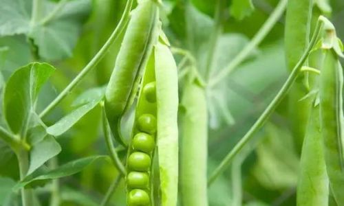 How Long Can Fresh Peas Be Stored at Room Temperature?