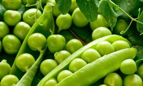 How Long Can Fresh Peas Be Stored at Room Temperature?
