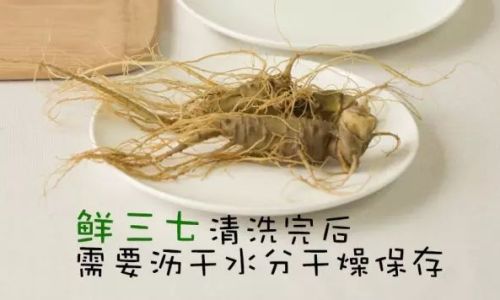 The Proper Way to Consume Fresh Tianqi Notoginseng)