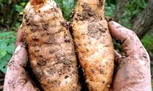 Optimal Preservation Methods for Fresh Gastrodia Elata Tianma)