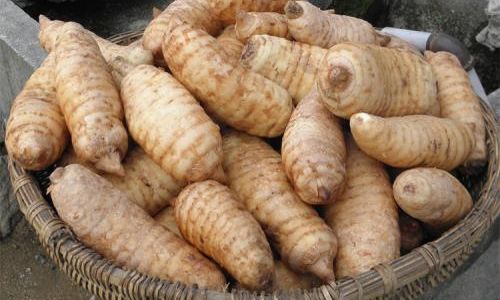 How to Stir-Fry Fresh Gastrodia Elata for a Delightful Culinary Experience