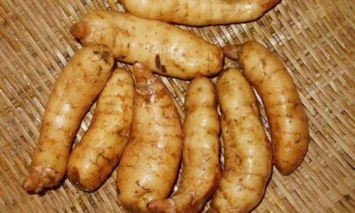 A Comprehensive Guide to Identifying the Quality of Fresh Gastrodia Elata Tianma)